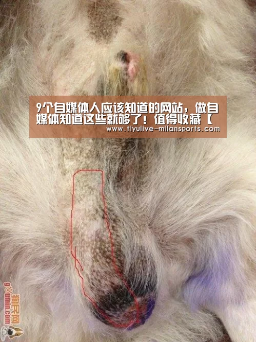 9个自媒体人应该知道的网站,做自媒体知道这些就够了!值得收藏【米兰首页】(图2) 米兰体育下载地址